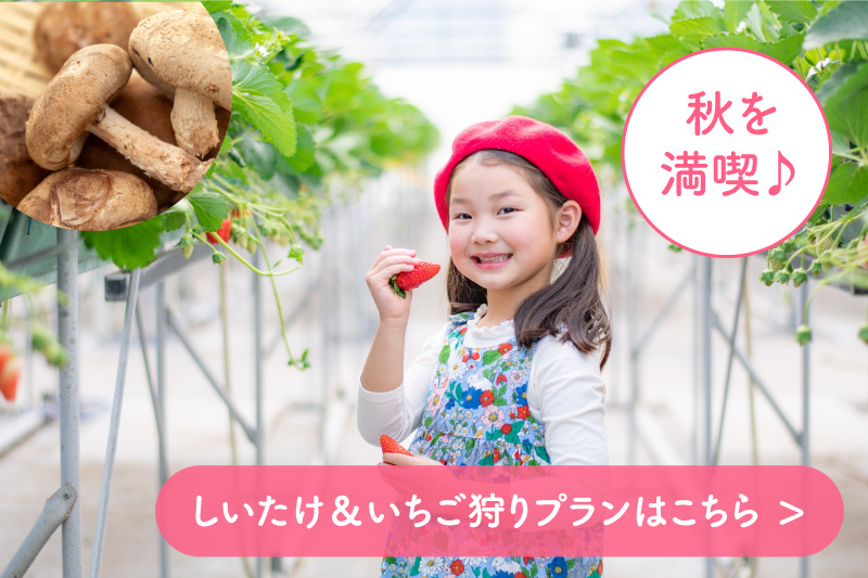 蓼科 しいたけ狩り いちご狩り 八ヶ岳