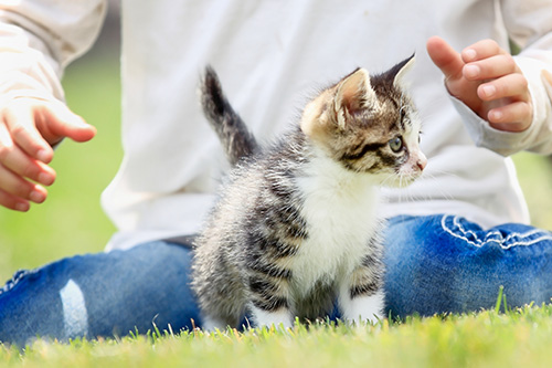 ペットと宿泊 犬 猫 コテージ 蓼科 茅野 囲炉裏