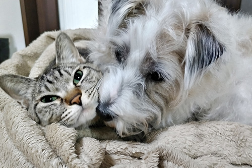 蓼科 ペットと泊まれる 猫 犬