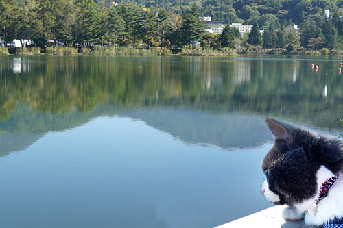 蓼科湖 犬 猫