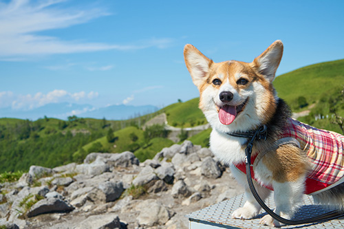 蓼科高原 犬 ペット