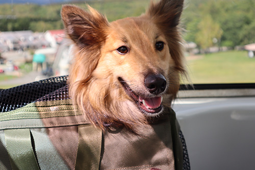 蓼科牧場 ゴンドラリフト ペット可 犬