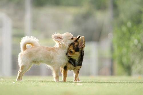蓼科の囲炉裏会席を楽しむ様子