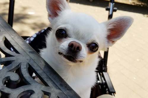 コテージで楽しむ持ち込みディナー