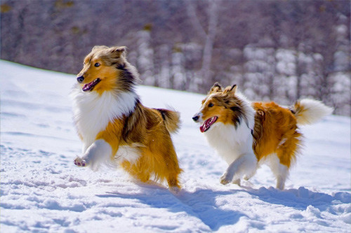 雪原で遊ぶ愛犬