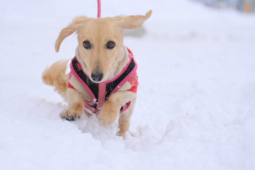 コテージで朝食をとる様子