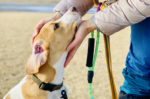 コテージを出発する様子