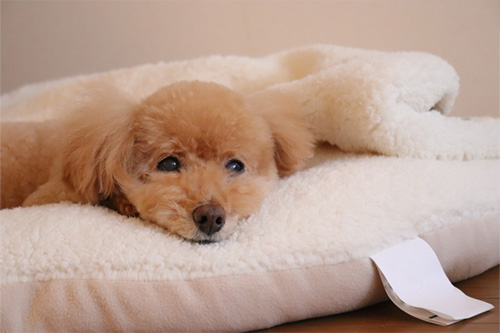 コテージでくつろぐ愛犬