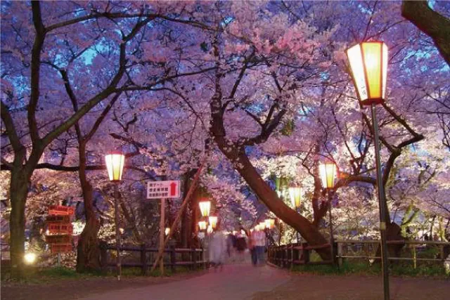 桜プラン