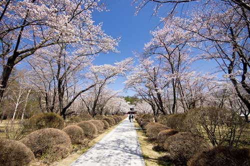 秋の味覚 きのこ祭り 椎茸詰め放題 蓼科 茅野 囲炉裏
