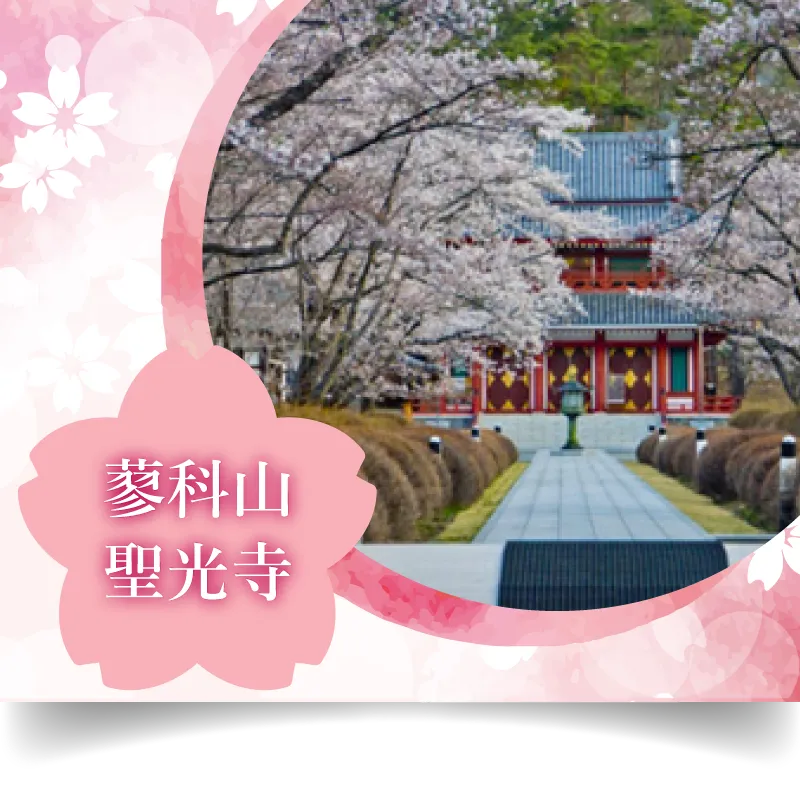 蓼科山聖光寺 桜
