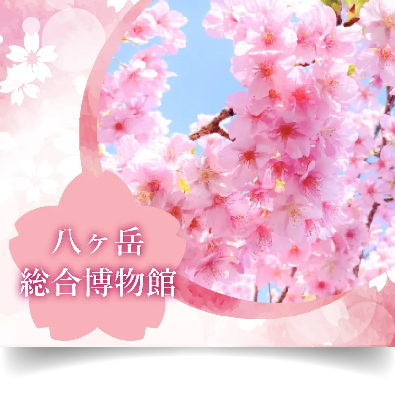 八ヶ岳総合博物館 桜