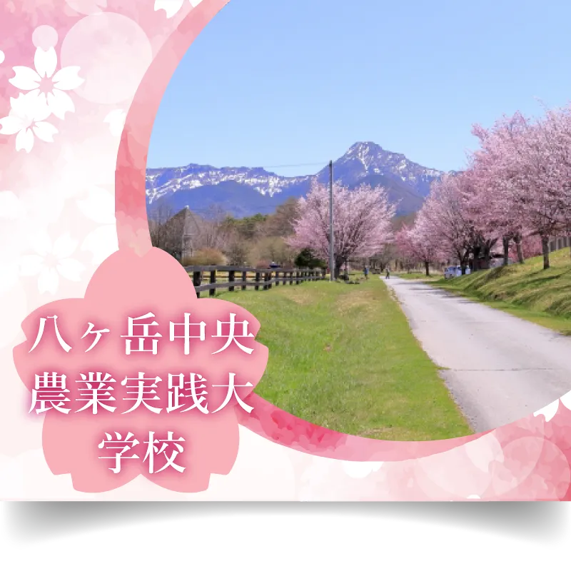 八ヶ岳中央農業実践大学校 桜