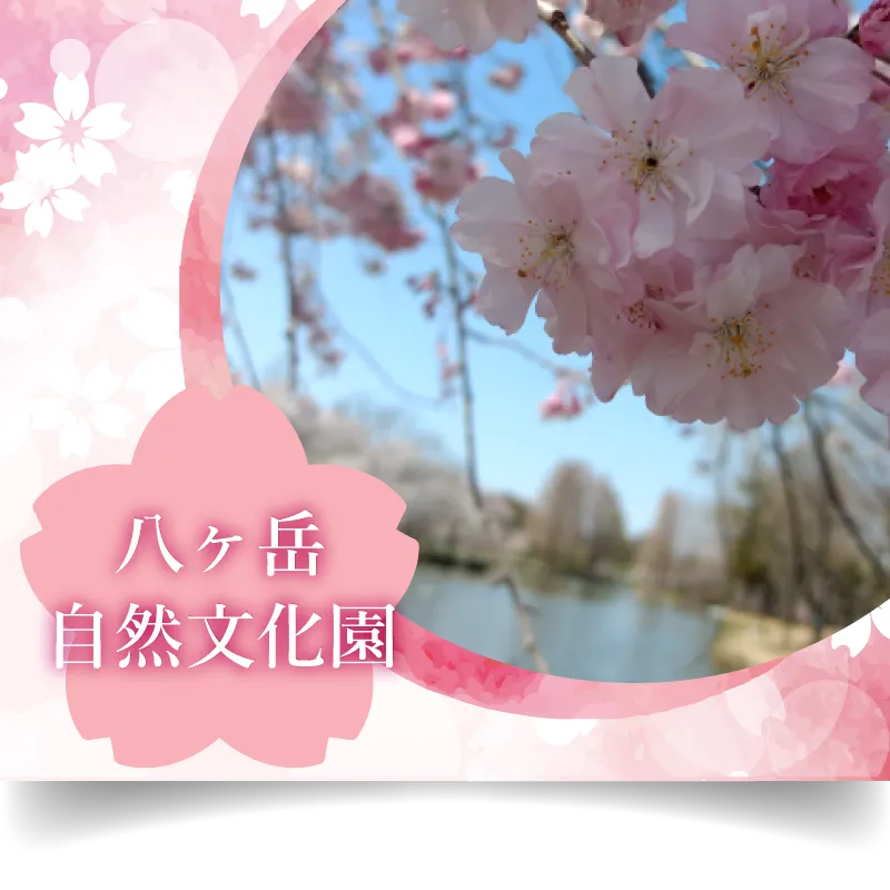 八ヶ岳自然文化園 桜