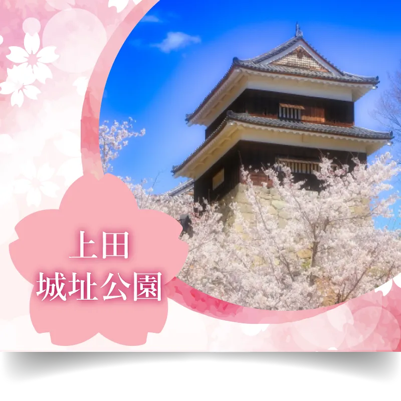 上田城址公園 桜