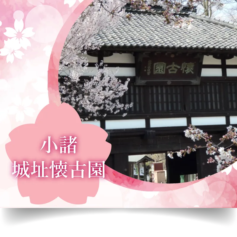 小諸城址懐古園 桜