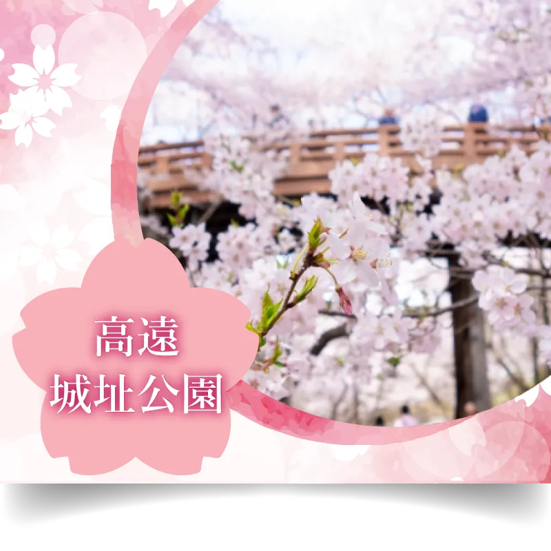 高遠城址公園 桜