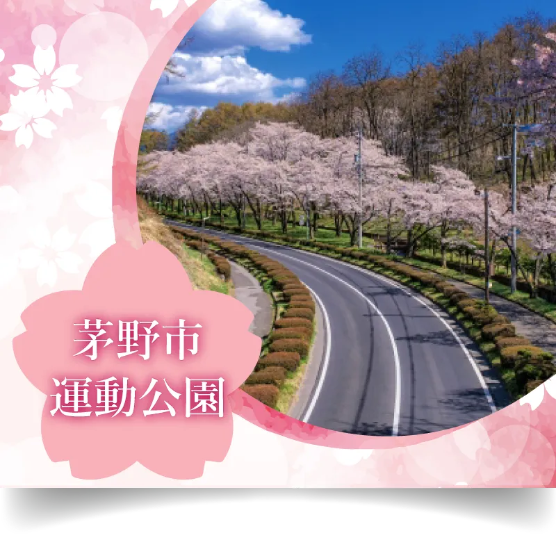 茅野市運動公園 桜