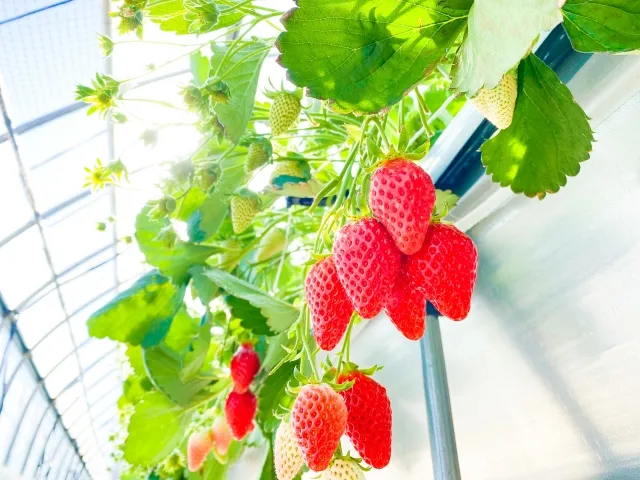 蓼科パークホテル いちご狩り 食べ放題チケットプラン